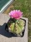 Preview: Gymnocalycium baldianum